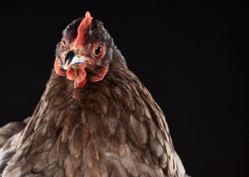 This is a promise not to ‘chicken out’ again